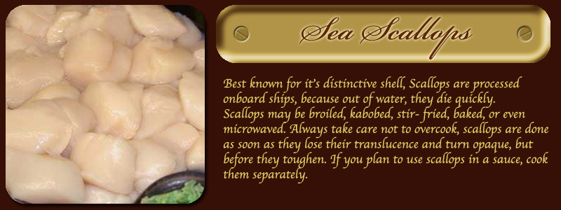 Sea Scallops
