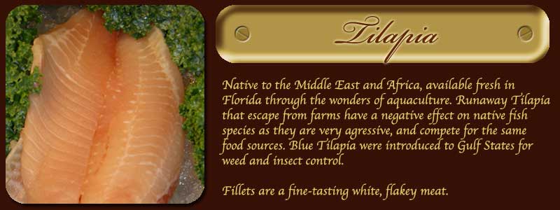 Tilapia